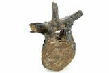 Ornithischian Dinosaur (Camptosaurus) Dorsal Vertebra - Wyoming #367580-2